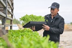 机械化 智能化 从动化——新疆番茄财产&hellip;
